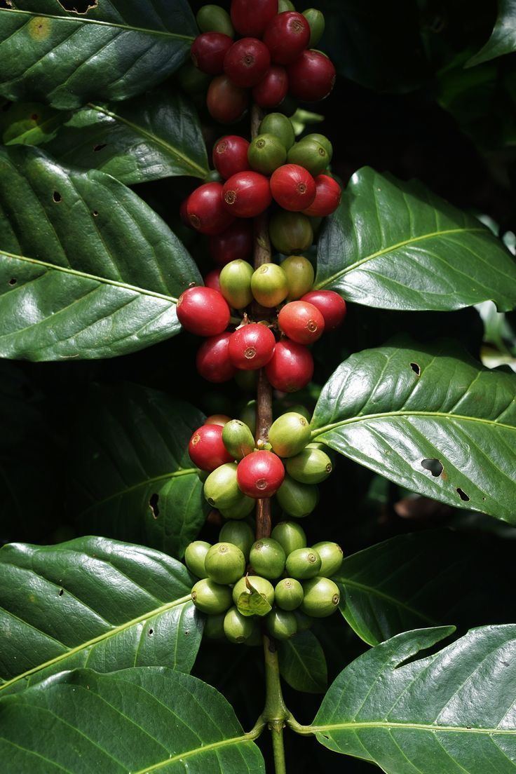 Coffee cherries on the tree