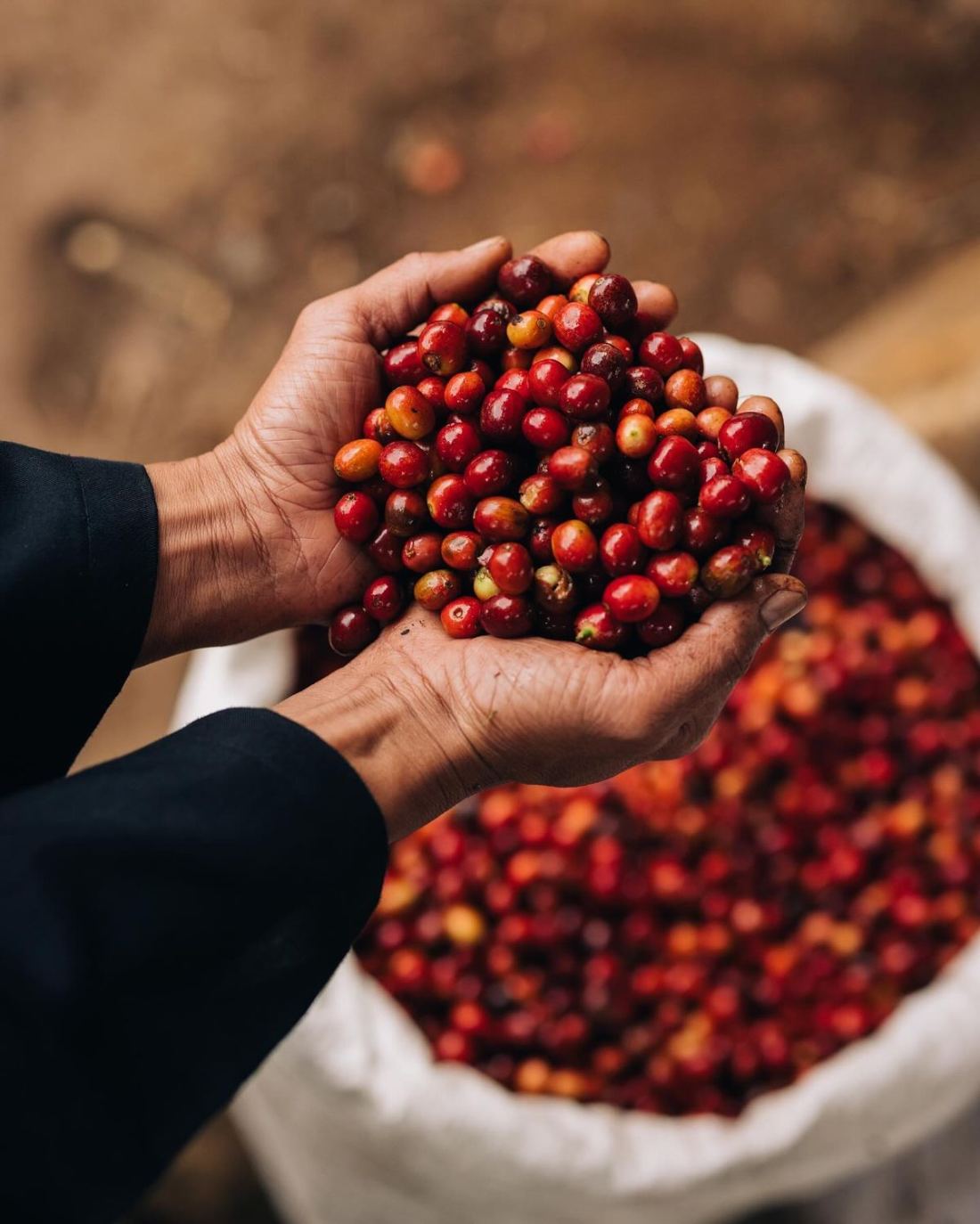 Hands picking ripe cherries