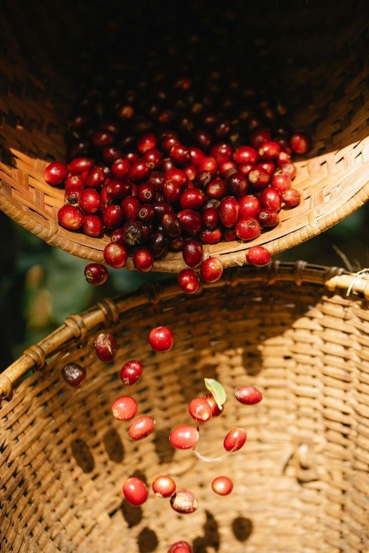 Cherries sorted in baskets